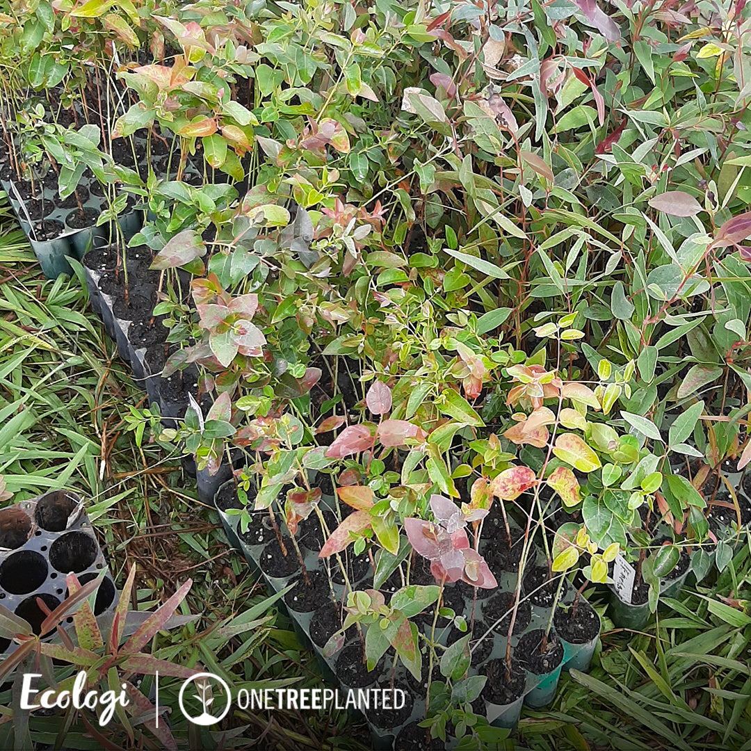 The image displays young saplings nurtured for planting as part of the sustainable tree planting initiative in Australia, supported by Peachii in partnership with Ecologi.