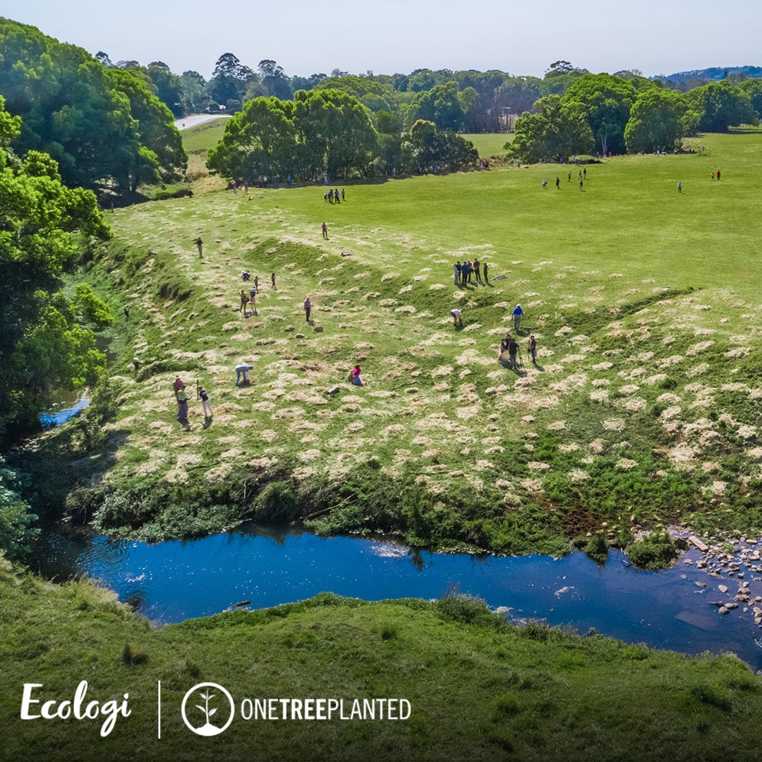 This aerial photo shows volunteers from Peachii's partnership with Ecologi actively participating in a tree planting event in Australia. The image captures a lush green field bordered by a serene blue river, with volunteers scattered across the landscape diligently working to plant trees. This initiative, part of Peachii's commitment to sustainability, not only aims to restore native forests but also contributes to a healthier planet, one tree at a time.