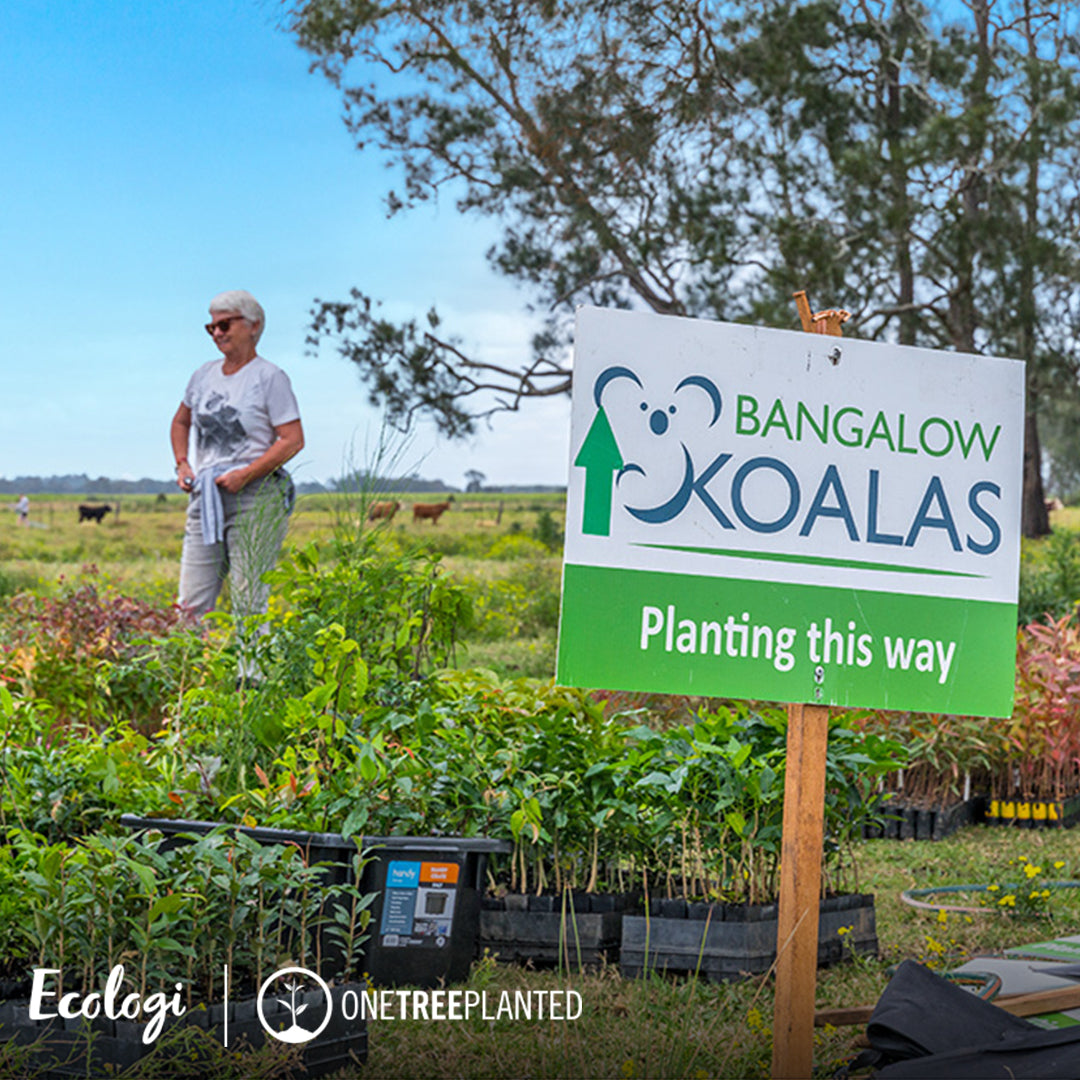 The image captures a vibrant tree planting event by Bangalow Koalas, spotlighting Peachii's partnership with Ecologi. This collaboration, part of a broader initiative with One Tree Planted, focuses on bolstering Australia's native landscapes by planting trees. Each purchase from Peachii contributes to these efforts, aiding in habitat restoration and ecological sustainability.