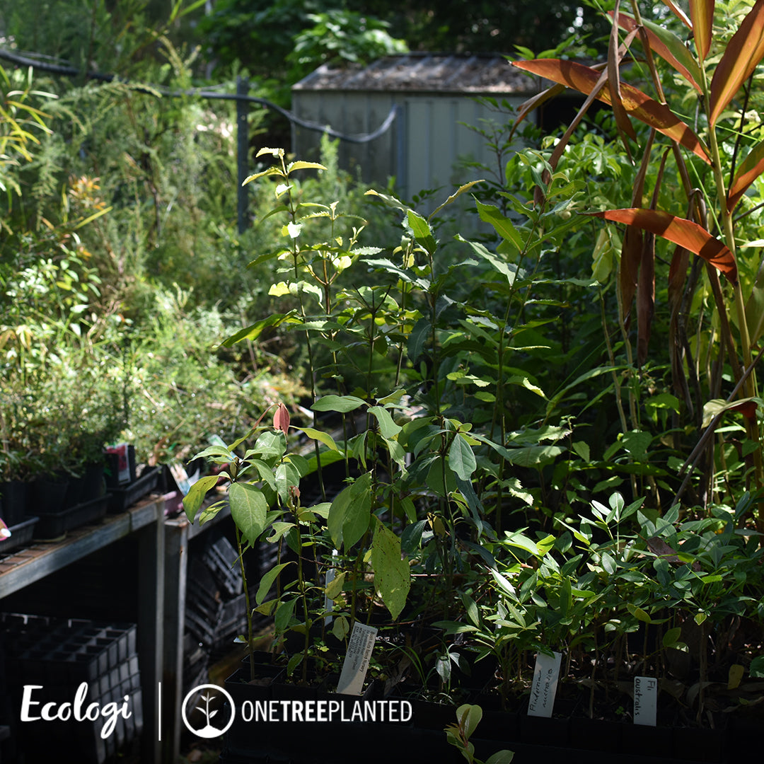 This photo shows a nursery filled with young saplings, a crucial part of Peachii's partnership with Ecologi in their tree planting program across Australia. Amidst a backdrop of lush greenery and vibrant foliage, these young trees are being nurtured before they are planted out in the wild, supporting reforestation efforts and ecological sustainability. This initiative reflects Peachii's commitment to environmental stewardship, contributing to a greener planet with each product purchased.