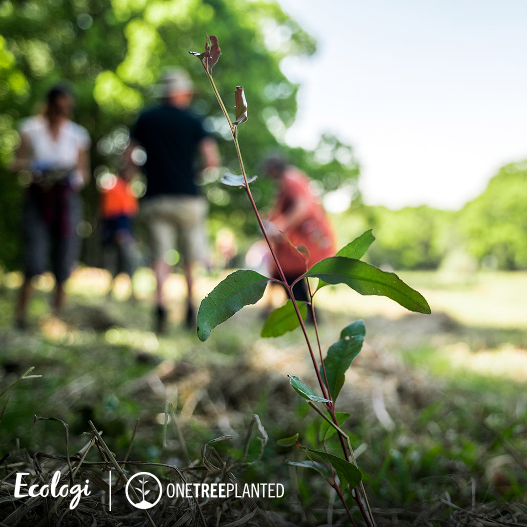 This image captures a young sapling in sharp focus against a backdrop of volunteers engaged in tree planting in Australia. This scene is part of Peachii's impactful partnership with Ecologi, highlighting their commitment to environmental conservation. Through this collaboration, every purchase of the "Little Pink" device contributes to the planting of trees, promoting biodiversity and sustainability while fostering a greener planet.